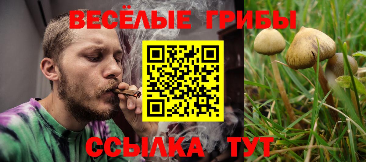 Галлюциногенные грибы Psilocybe  Вход с VPN  Заводоуковск 